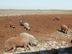 Mangalica - prase kadeřavé